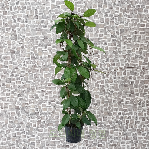 삭막한 내 방에 생기를! 핑크빛 행복을 심어보세요