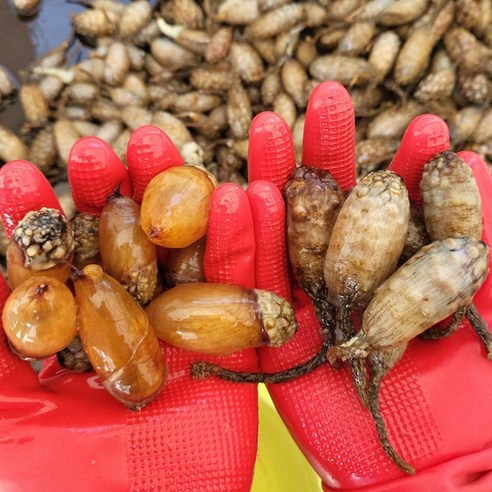 바다 향기 가득한 식탁, 미더덕으로 봄을 느껴보세요!