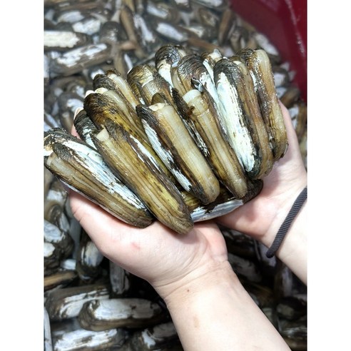 서해 갯벌의 숨결을 담은 싱싱한 가리 맛조개