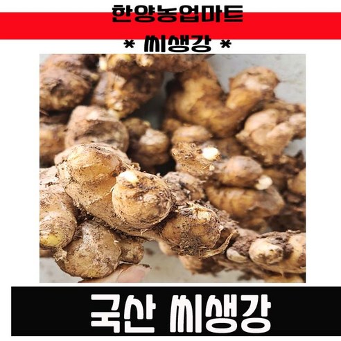 씨종자-국내산 서산 씨생강 촉틔운 싹틔운 생강 종자 1KG 국산, 1개 
원예/가드닝