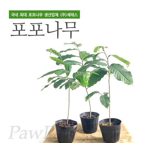 자연을 닮은 포포나무, 정원의 주인공