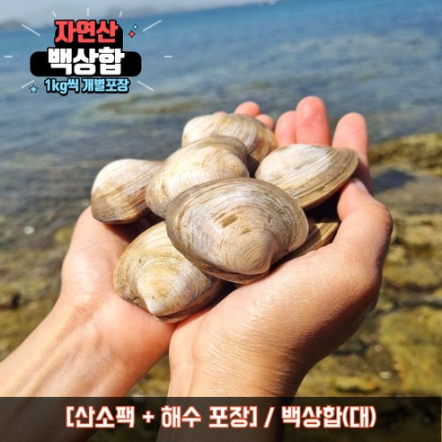 백상합 상합 백합 생합 백생합 조개탕 조개찜, 3kg, 백상합(대), 1개 모듬조개구이