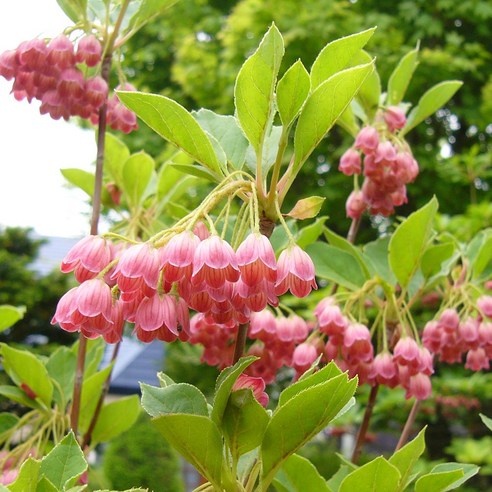 삭막한 베란다에 생기를! 단풍철쭉 베니사라사, 작은 변화로 만드는 행복 단풍철쭉