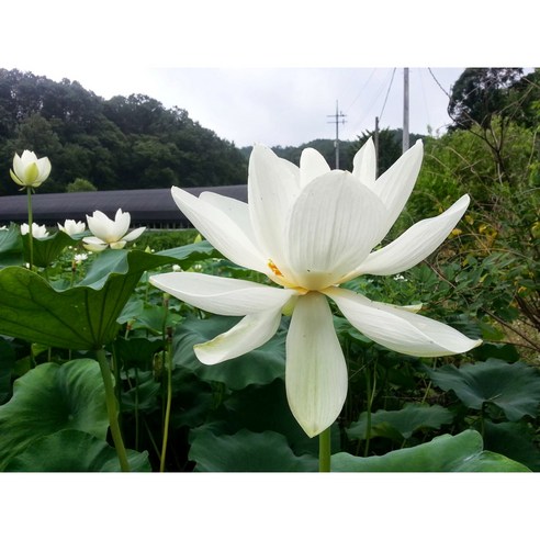 연꽃모종/백련1개/홍련/무늬백련/실생묘/국내산/월동가능/수련분, 백련, 1개