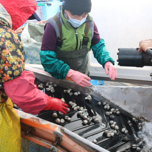 식당용 대량 주문에 이상적인 고품질 벌교 새꼬막 소