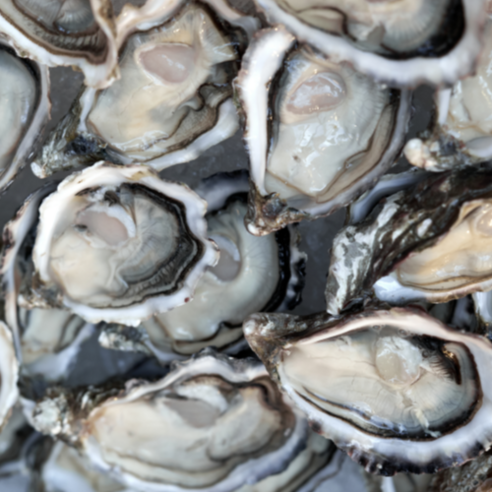 겨울 바다의 선물, 통영 석화로 풍요로운 식탁을!