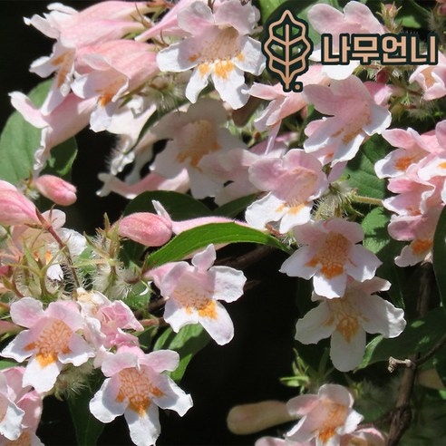 삭막한 일상에 싱그러운 변화를! 뷰티부쉬 하나로 만드는 나만의 작은 정원 위실나무