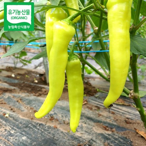 강원도 홍천 무농약 유기농 당조고추 혈당에 도움을 주는 당조 고추 당뇨에 좋은 당조 고추, 1개, 5kg