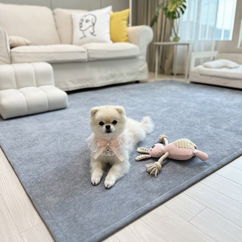 강아지와 함께하는 행복한 공간, 안전하고 스타일리쉬하게