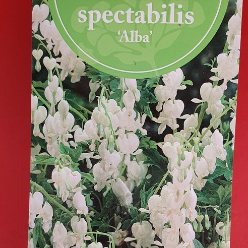 야생화피어나라플라워 흰금낭화(Alba)뿌리묘(대품) - 야생의 아름다움을 집에서!