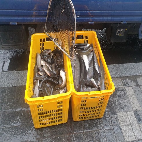 메기 생물 매운탕 재료 1kg 찜 집들이 회식보양식 국내산 달인직판 민물고기