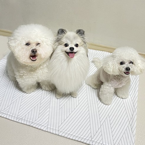 반려견의 시원함과 편안함을 위한 듀라론 강아지 쿨매트