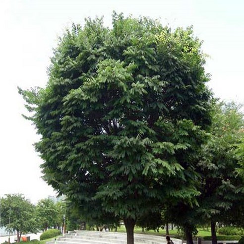 푸르른 삶을 시작하는 첫걸음: 느티나무 묘목, 당신의 공간에 생기를 불어넣다 느티나무묘목