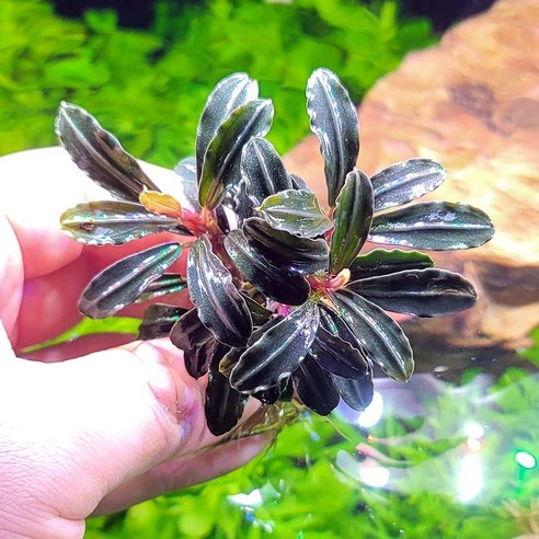 신비로운 수중 정원의 보석, 부세파란드라 고스트 큰벌브를 만나다 부세수초