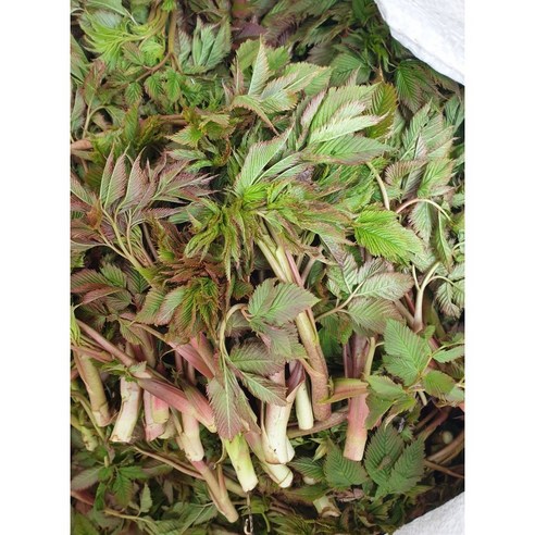 울릉도의 숨결을 담은 귀한 선물, 삼나물 눈개승마