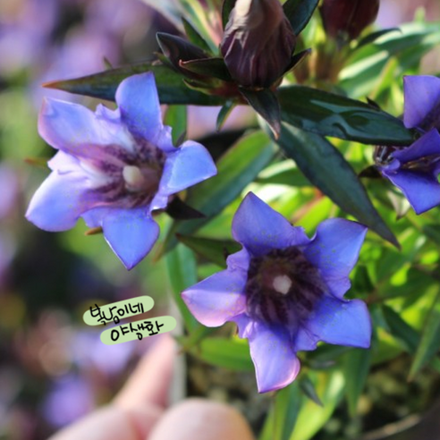 푸른하늘용담 [4포트 복남이네야생화 모종 왜성보라용담 젠티아나 gentiana], 4개