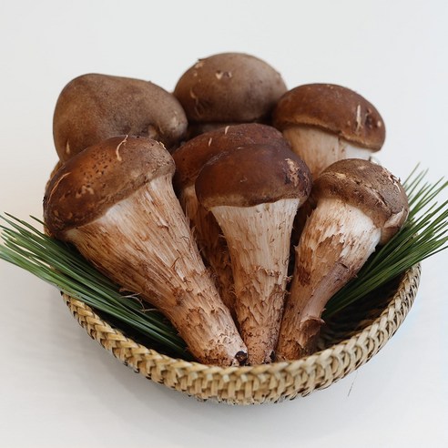 국내산 보름달 참송이버섯 버섯 1KG 중, 1개