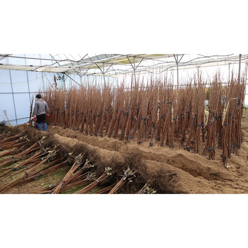 탐스러운 감, 정원을 넘어 삶을 풍요롭게