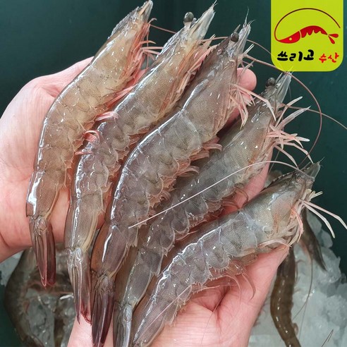 [쓰리고수산] 신안 급냉 왕새우 1kg (23~27미) 산지직송 생새우 냉동새우 대하 국내산 흰다리새우 수산물 shrimp, 1개