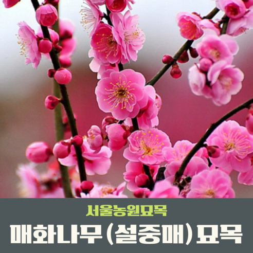 서울농원묘목/매화나무 설중매 접목1년생 묘목 꽃나무 조경수 관상수