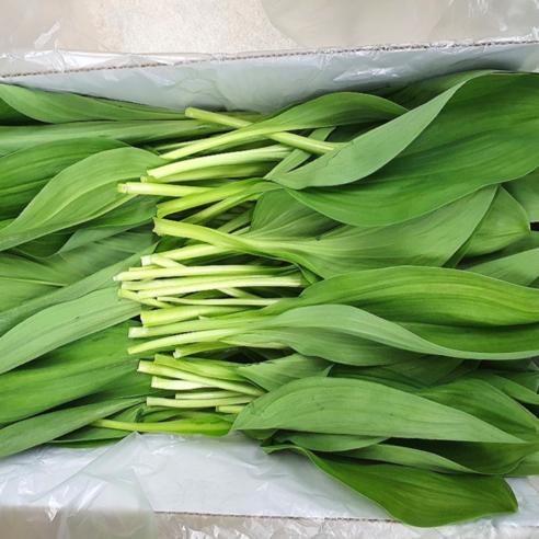 봄의 향기를 담은 강원도 고랭지 명이나물로 식탁에 활력을 더하세요.