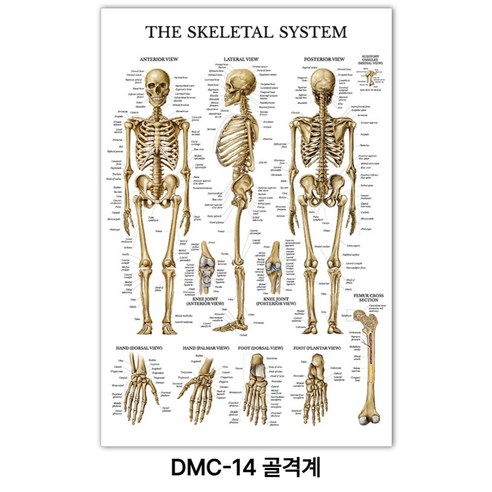 NEW 근육 해부학 포스터, DMC-14 골격계