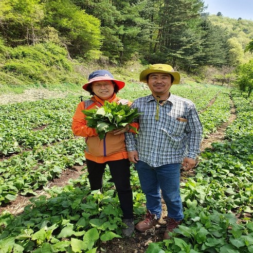 산채만 강원도 인제 곰취 곤달비 쌈채소 첫수확 햇나물 절임간장 소스, 1개, 곰취 1kg