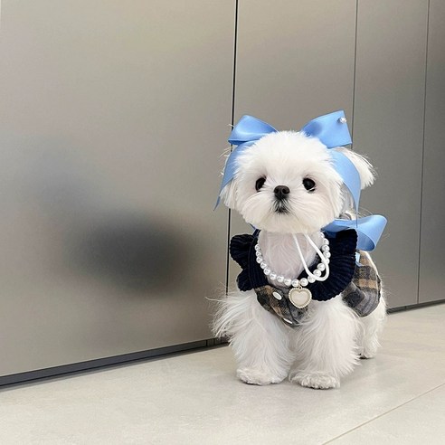 Pet Life 강아지옷 가을옷 멜빵원피스 INS 공주풍 강아지명품옷 JMPET0012(헤어밴드 미포함), 블루