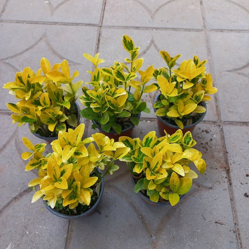 황금사철나무, 삭막한 일상에 작은 행복을 더하다