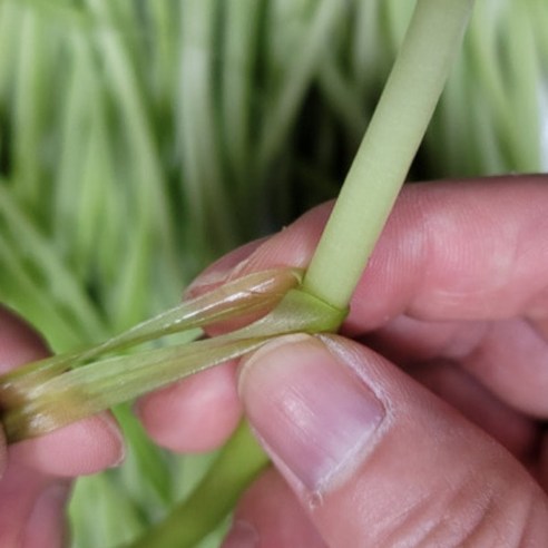 아삭하고 영양가 풍부한 푸디앤 비진도 고구마순