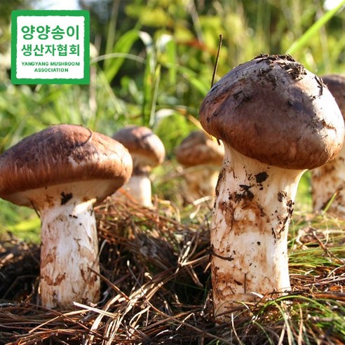 자연산 송이 버섯 [강원도 양양], 자연송이 중품(D) 500g, 1개