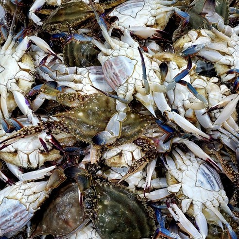 연평도에서 직송되는 신선한 활암꽃게와 활숫꽃게