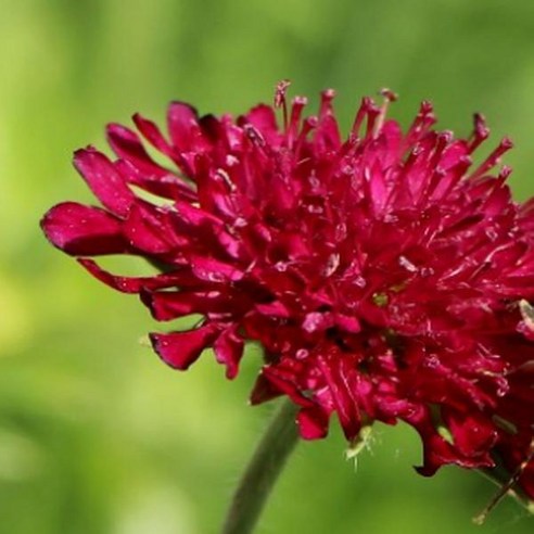 초화]노티아-루비솔체 : 화분지름9cm/2개 KM1479, 1개