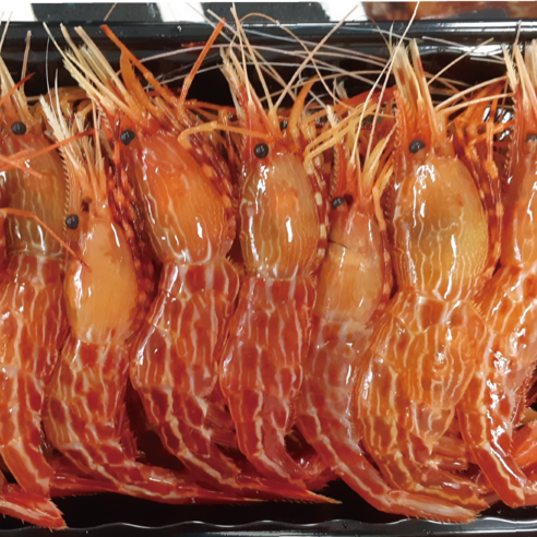 청정 해역 독도에서 자란 신선하고 영양 가득한 새우