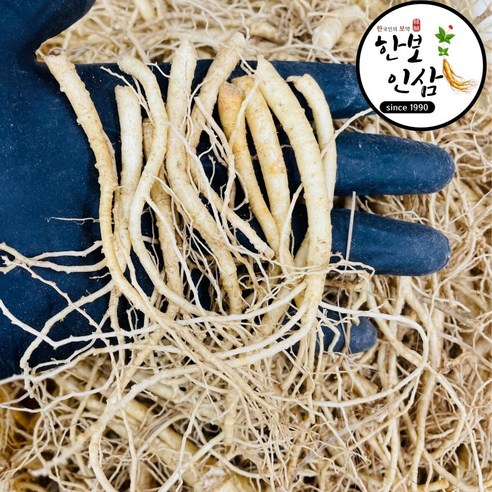 6년근 5년근 미삼 뿌리삼 인삼 삼계탕용 백숙용 풍기인삼시장 한보인삼사