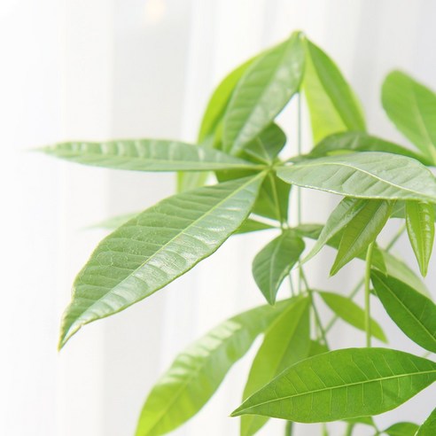 갑조네 파키라 소품으로 행운과 싱그러움을 집안에 들여놓으세요.