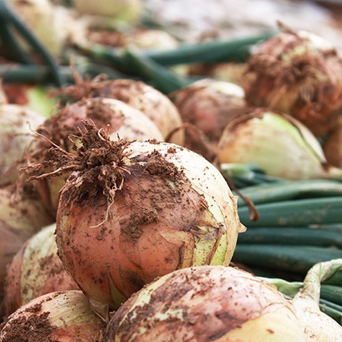 대지의 숨결을 담은 2025년 햇양파, 식탁에 건강한 풍요를 더하다