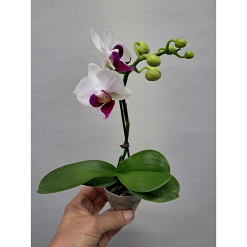 작은 변화로 삶에 힐링을 더하는 초소형 미니 호접란