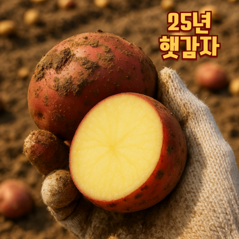 25년 햇 홍감자의 깊은 풍미, 산들상회 카스테라 감자로 식탁을 풍요롭게 홍감자