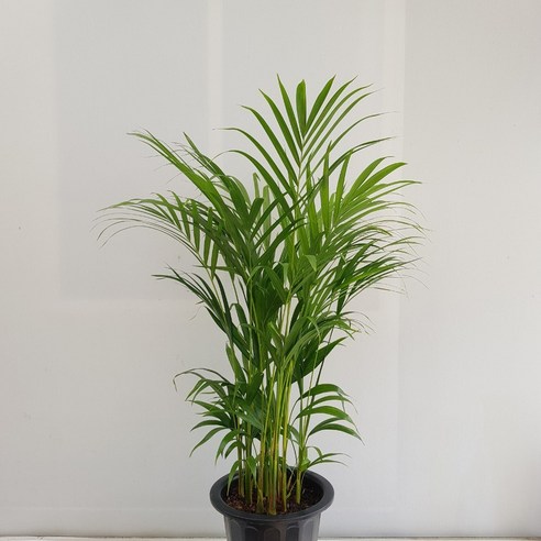 아레카야자 하나로 삭막한 공간에 싱그러움을 더하세요!