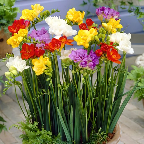 향긋한 봄을 집안 가득! 프리지아 구근 심고 꽃 피우는 기쁨, 함께 나눠요 다년생꽃