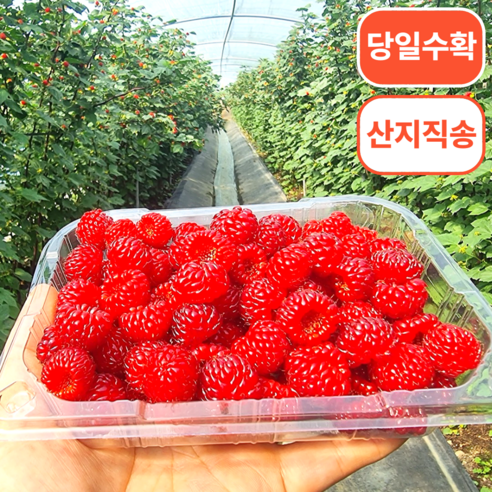 [당일수확] 산지직송 생과 산딸기, 1개, 500g(2팩)