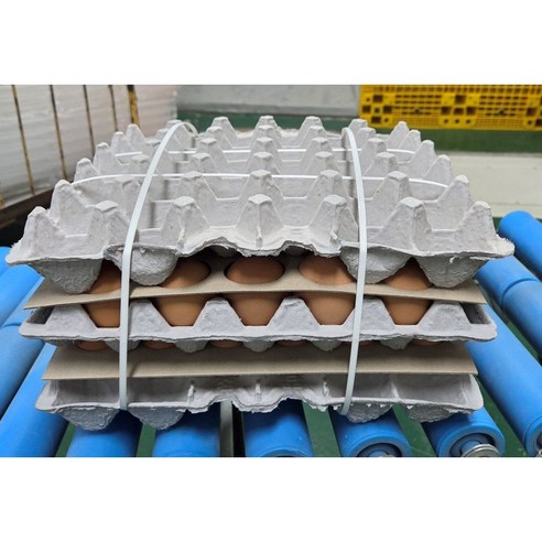 [알부자집] 무항생제계란 왕란