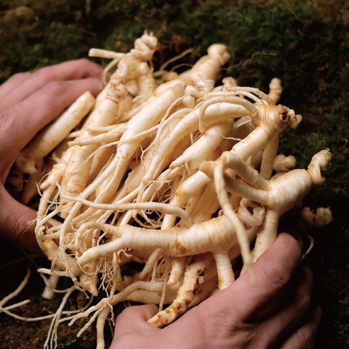 바라던삼 파지인삼 난발삼 못난이 파삼 금산인삼 세척인삼 500g, 작은파삼 500g, 1개