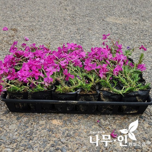 진분홍 꽃잔디: 정원에 화려한 색감을 더하는 매력적인 지피식물