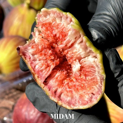 탐스러운 붉은 유혹, 영암 홍무화과의 특별한 만남 무화과