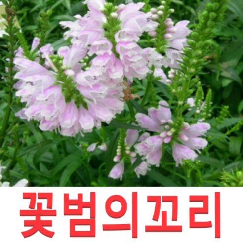 (성실GS)꽃범의꼬리모종(포트) 7개, 포트*7개, 1개