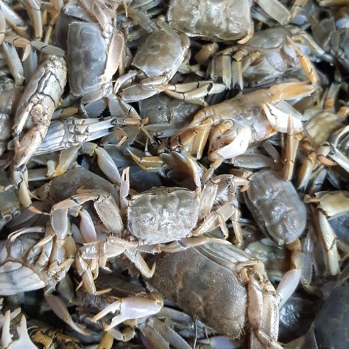 순천만 갯벌의 숨결, 자연산 생물 칠게를 만나다 칠게