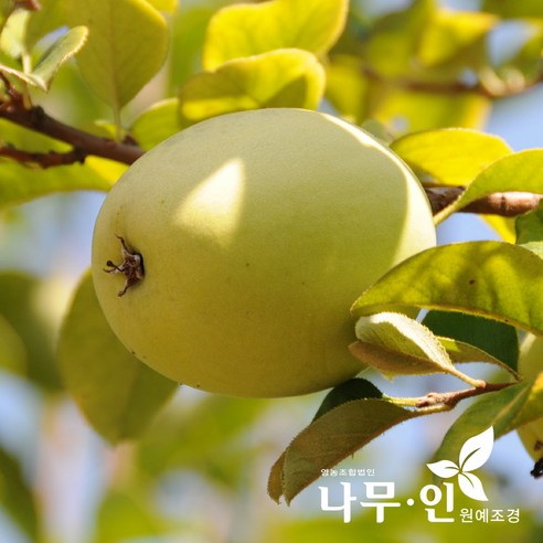 향긋한 가을을 기다리며, 모과나무 묘목 심기: [나무인] 모과나무 묘목 2개 세트 후기 모과나무