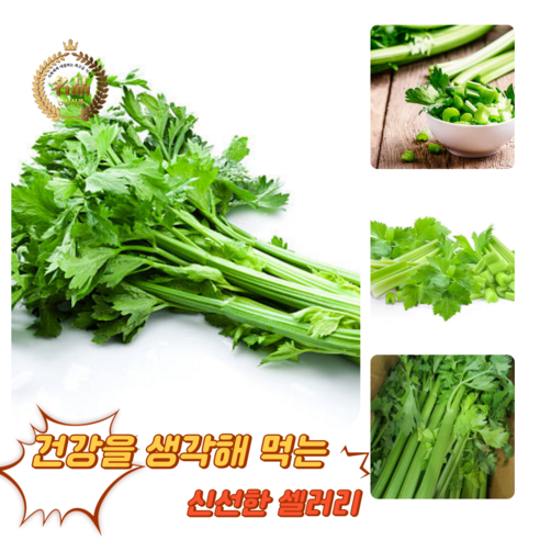 [굿피플] 셀러리 국내산셀러리 샐러리 celery 새러리 야채셀러리 셀러리스틱, 1kg, 1박스